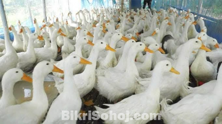 বেজিং হাঁস